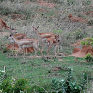 Wildlife at Zion Hills