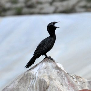 Bird Watching at Zion Hills