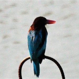 Bird Watching at Zion Hills