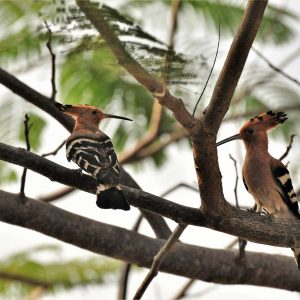 Bird Watching at Zion Hills