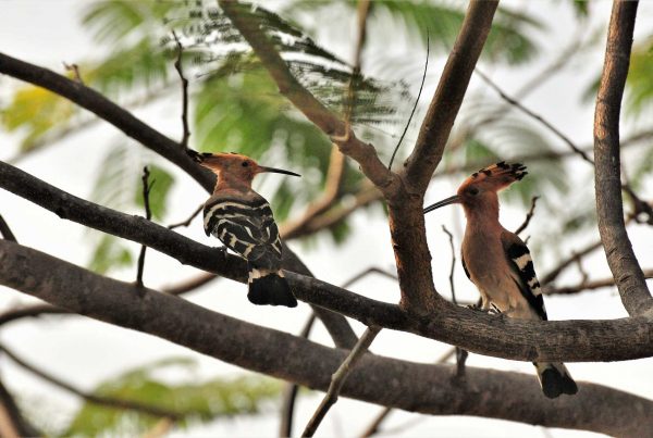 Bird Watching at Zion Hills